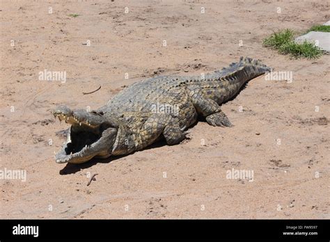 A large crocodile poses for a photo, as he awaits his afternoon lunch ...