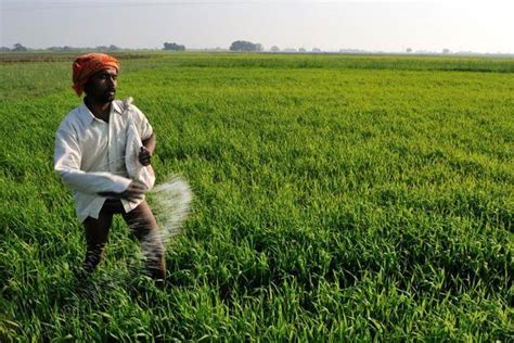 No Proposal To Hike Urea Price Govt Mint