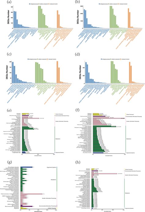 Functional Analysis Of Differentially Expressed LncRNA MiRNA And MRNA