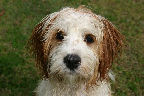 Cavoodle Cavapoo Poodle Mix Poodle Hybrid Oodle Doodle Dog Puppy