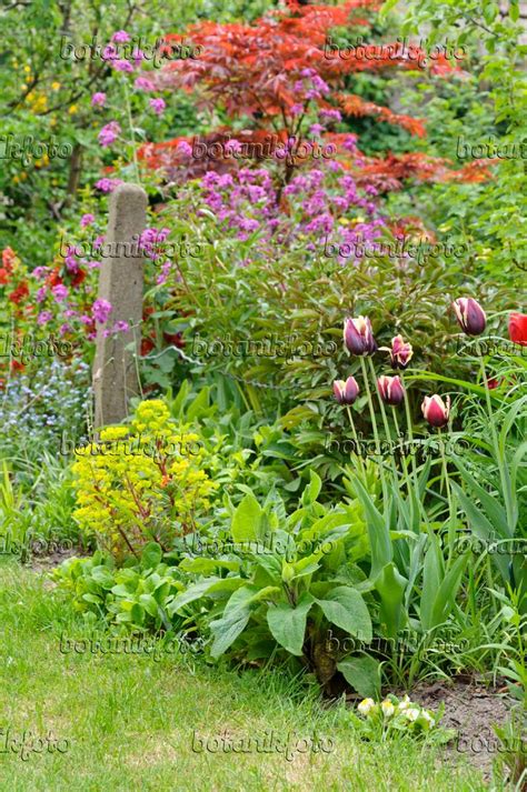 Image Perennial border in spring - 471287 - Images of Plants and Gardens - botanikfoto