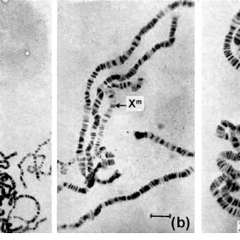 Morphology Of X Chromosomes In A Gynandric Salivary Gland With 8 Xo Download Scientific