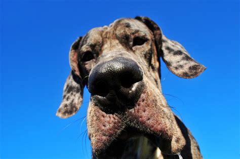 A Big Dog That Has A Long Nose