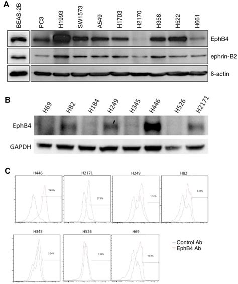 Ab Ephb Protein Expression In Panels Of Nsclc And Sclc Cell Lines By