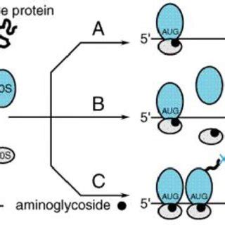 Polymyxin B/Colistin Mechanism of Action. Reprinted 129 | Download ...