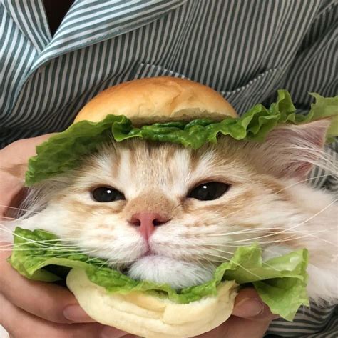 BURGER CAT! : r/catburger