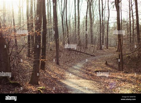 Foresta Di Teutoburgo Sotto Il Sole Immagini E Fotografie Stock Ad Alta