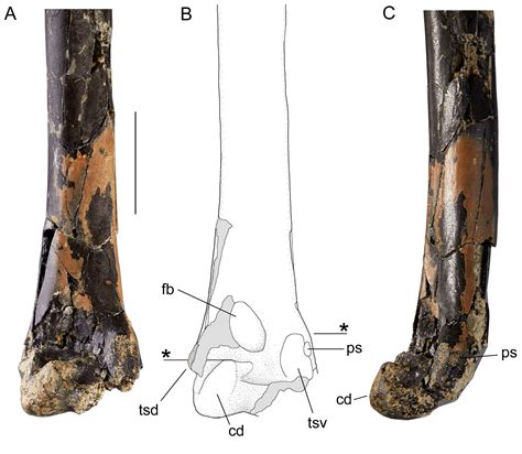 Alberta Claw On Twitter New Large Miocene Waterfowl Notochen