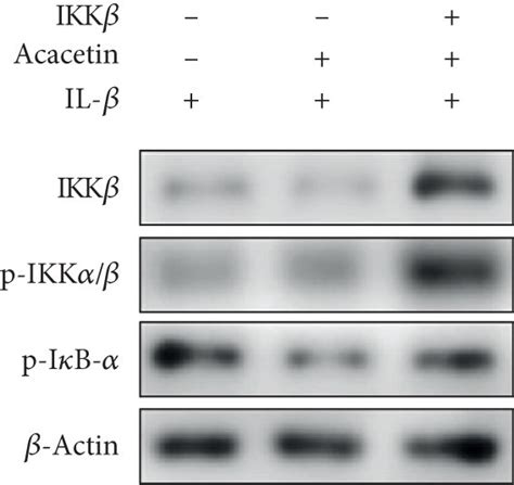 Acacetin Inhibited Il Induced Mmp Expression By Targeting Nf B