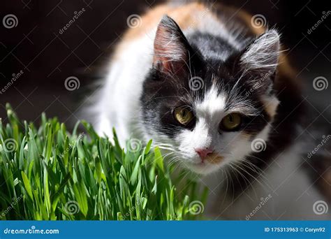 Gato Doméstico Cerca De La Vista Frontal Del Pasto Del Gato Verde