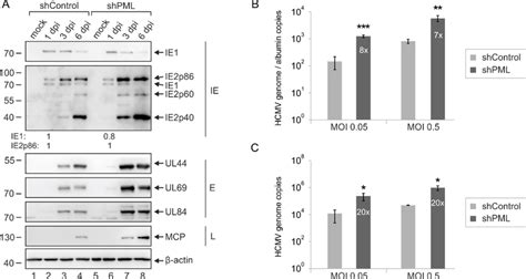 MOI Independent Inhibition Of HCMV Replication By PML In HEC LTT A