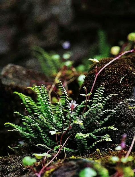 Pin De Fernanda Linz Em Encantos Plantae Musgos Samambaia