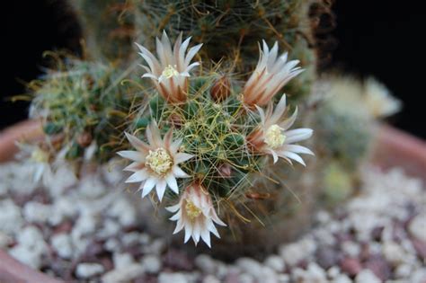 Mammillaria Crinita