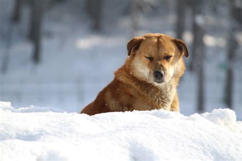 30+ Siberian Husky Sleeping In The Snow Stock Photos, Pictures ...