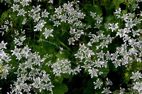Kleine Witte Bloemen Achtergrond Gratis Stock Foto Public Domain Pictures