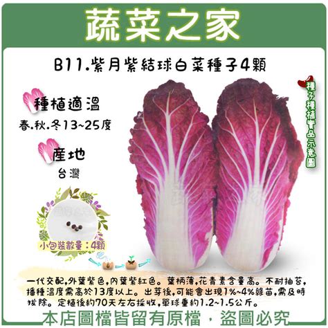 【蔬菜之家滿額免運】b11紫月紫結球白菜種子4顆一代交配，外葉紫色，內葉紫紅色。葉柄薄，花青素含量高。不耐抽苔 露天市集 全台最