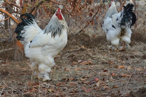 Which Chicken Breeds Lay Brown Eggs