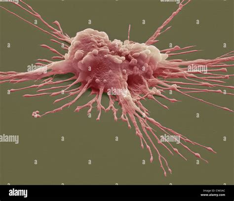 Pluripotent Stem Cell SEM Stock Photo Alamy