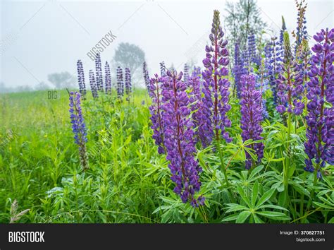 Purple Lupine Flower Image And Photo Free Trial Bigstock