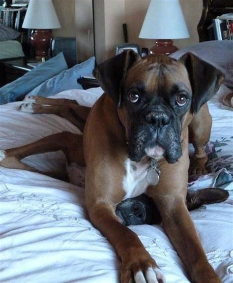 10 Pictures Only Boxer Owners Will Think Are Funny