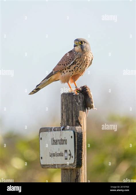 Common Kestrel Falco Tinnunculus Adult Male With A Prey Perched On