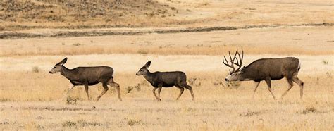 Mule Deer - Yellowstone Wildlife