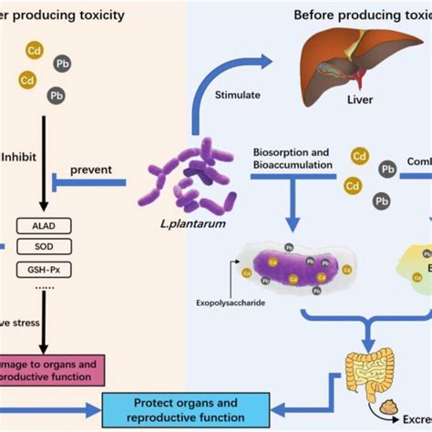 The Mechanism Of Lactiplantibacillus Plantarum To Relieve The Toxicity