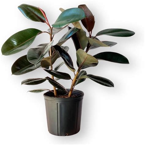 Burgundy Ficus Live Plant In Pot House Plants Expert