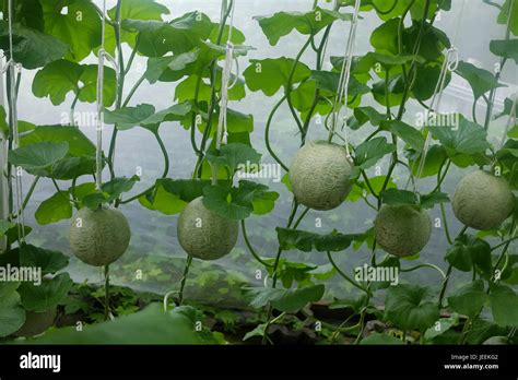 Los jóvenes japoneses de melones o verde melón los melones y las