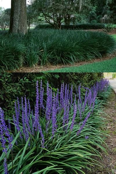 Buy Big Blue Liriope Lily Turf FREE SHIPPING 4 Pot For Sale From