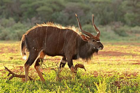 Best Nyala Antelope Stock Photos, Pictures & Royalty-Free Images - iStock