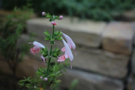 Salvia Coccinea Buc Hoz Ex Etl Rose Salmon Bg Meise Flickr