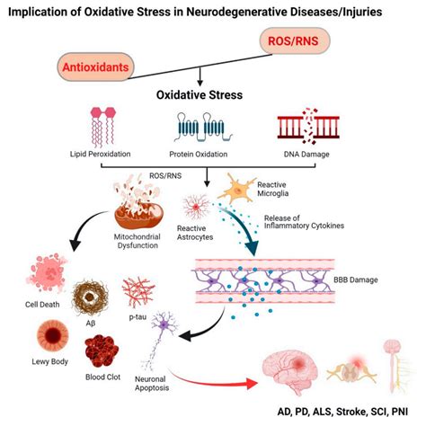 Antioxidant Therapy In Oxidative Stress Induced Neurodegenerative Diseases Encyclopedia Mdpi