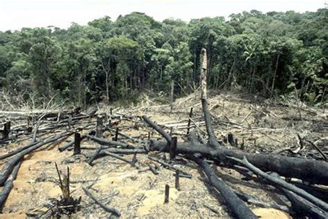 Deforestación De La Amazonía Peruana Creció Seis Veces Por Fiebre De