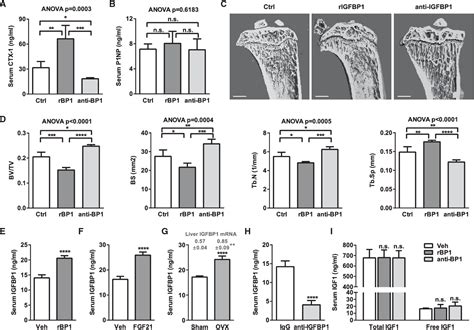 Figure From A Liver Bone Endocrine Relay By Igfbp Promotes