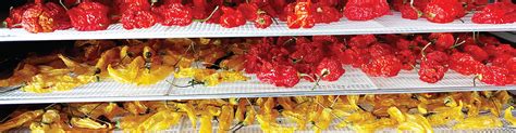 Dried And Powdered Chillies Tagged Dried Chillies South Devon