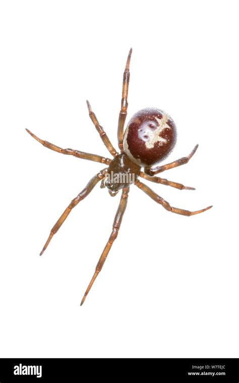 Steatoda Paykulliana Hi Res Stock Photography And Images Alamy