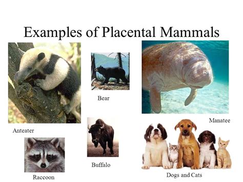 Placental Mammals Examples