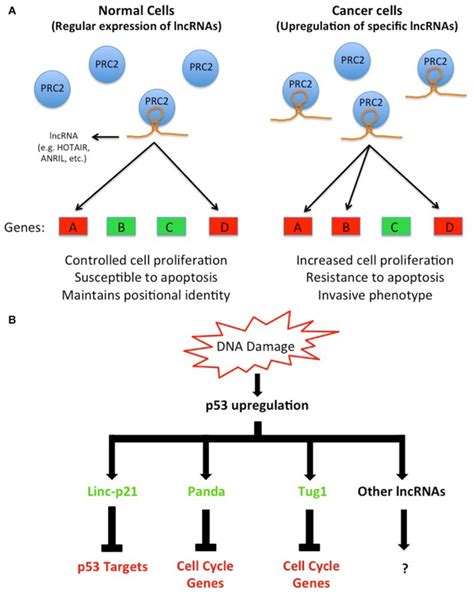 Dysregulation Of Lncrnas In Cancer Cells Alters Gene Expression By A