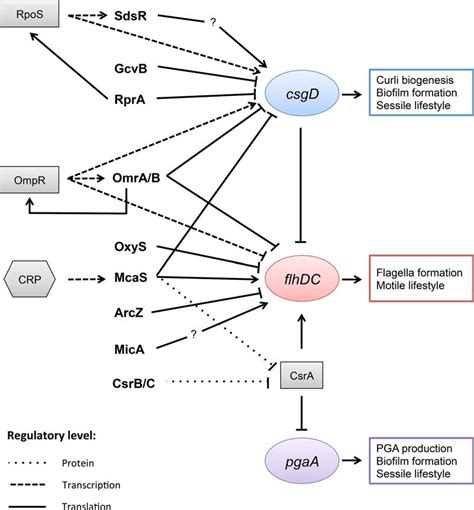 Simplified Network Of Srnas Regulating Biofilm Formation And Motility