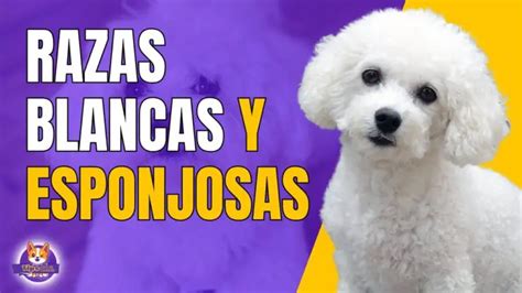 Las Mejores Razas De Perros Blancos Peque Os Gu A Completa Y