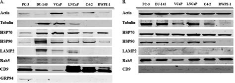 Western Blot Analysis For Exosome Markers In Exosomes And Corresponding