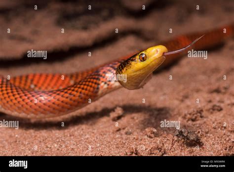 Snake tongue close hi-res stock photography and images - Alamy