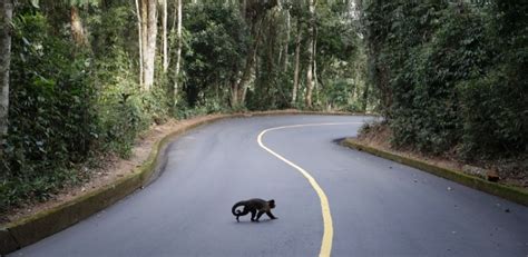 Transmissão de malária entre macacos e humanos é confirmada no Rio 01