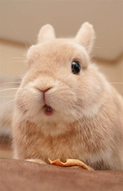 Shocked Bunny Cute Baby Animals Cute Baby Bunnies Baby Animals