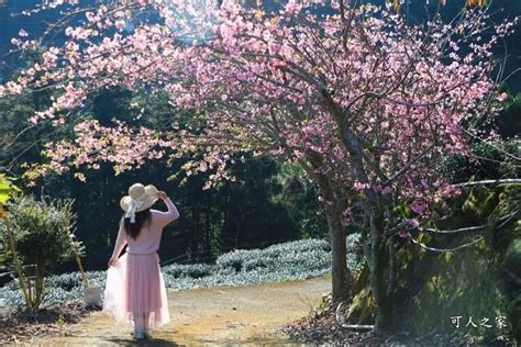 2024嘉義【樟樹湖河津櫻王】最新花況，茶園山景風光明媚 可人之家