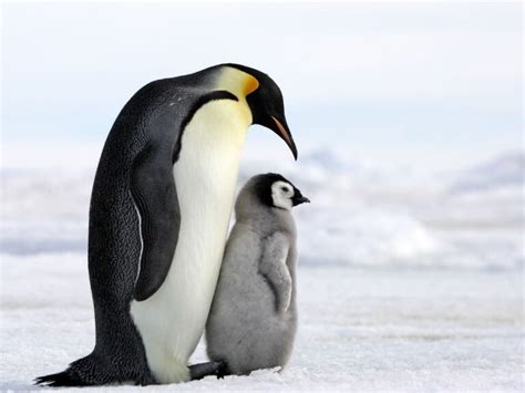 Adaptations of a Penguin - Behavioral, Structural & Physiological ...