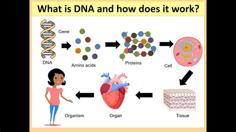 Gcse Science Biology What Is Dna And How Does It Work Youtube