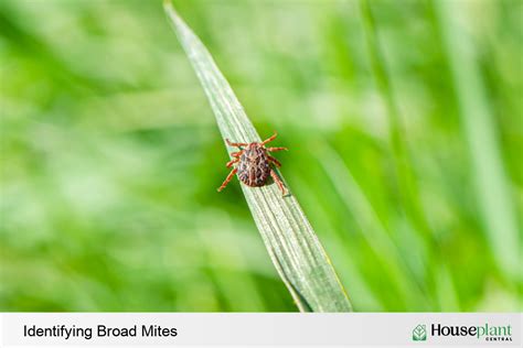 Broad Mites Understanding And Controlling