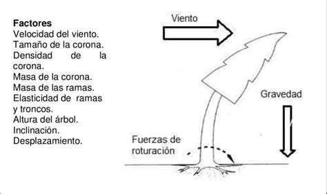 Fuerzas Y Factores Que Intervienen En Un árbol Por Acción Del Viento Download Scientific